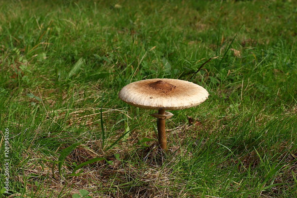 Großer Parasolpilz steht allein auf der Wiese, Schirmling, Macrolepiota procera Großer Parasolpilz steht allein auf der Wiese, Schirmling, Macrolepiota procera