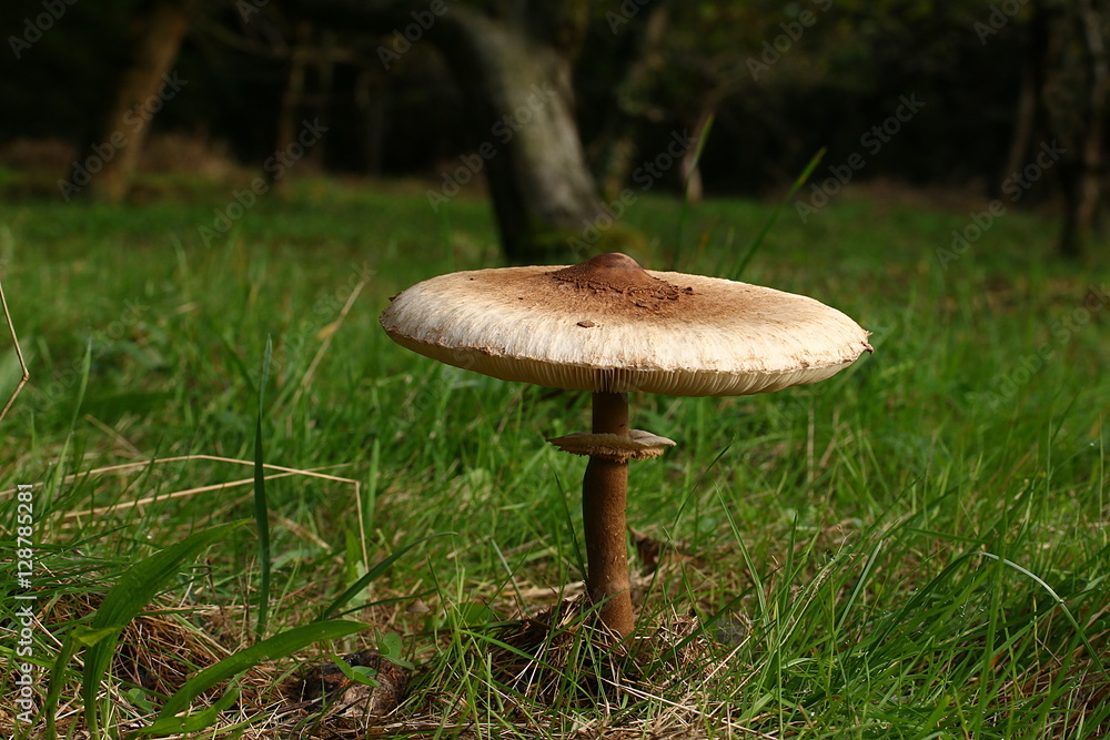 Großer Parasolpilz steht allein auf der Wiese, Schirmling, Macrolepiota procera Großer Parasolpilz steht allein auf der Wiese, Schirmling, Macrolepiota procera