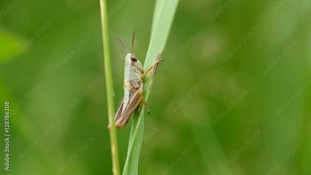 Grasshopper on the green grass in summer
Grasshopper on the green grass in summer