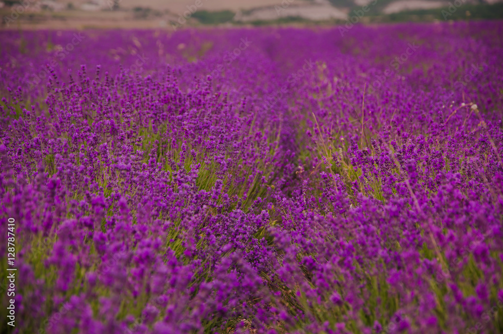 Naklejka premium Lavender flowers