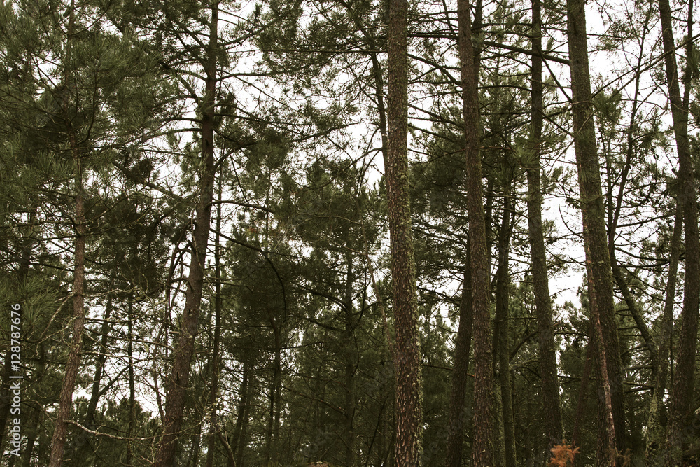 forest pines, spain, galicia forest pines, spain, galicia