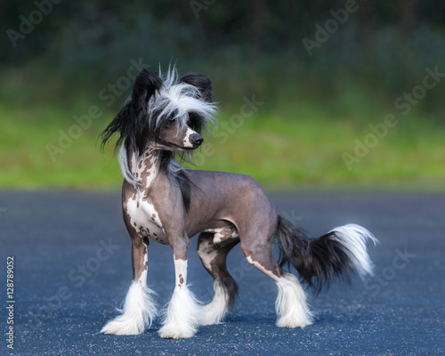 Foto Chinese Crested Dog Breed. Male dog.