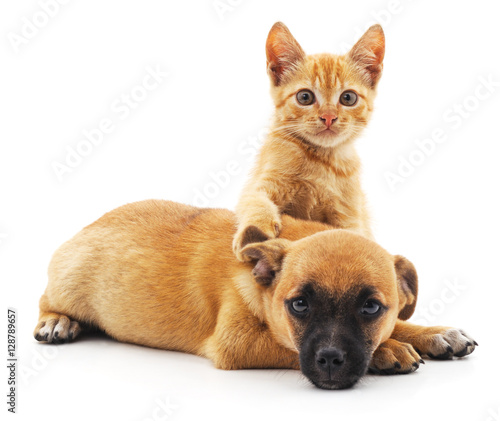 Red cat and puppy.