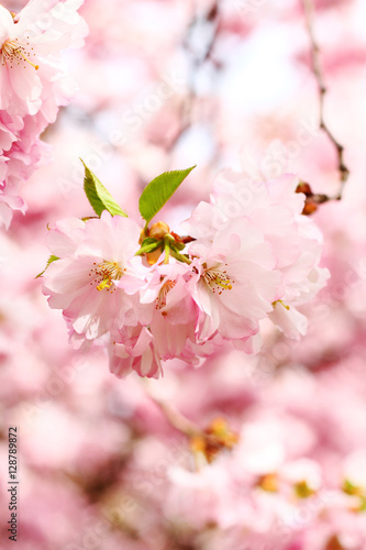 Pink cherry blossoms