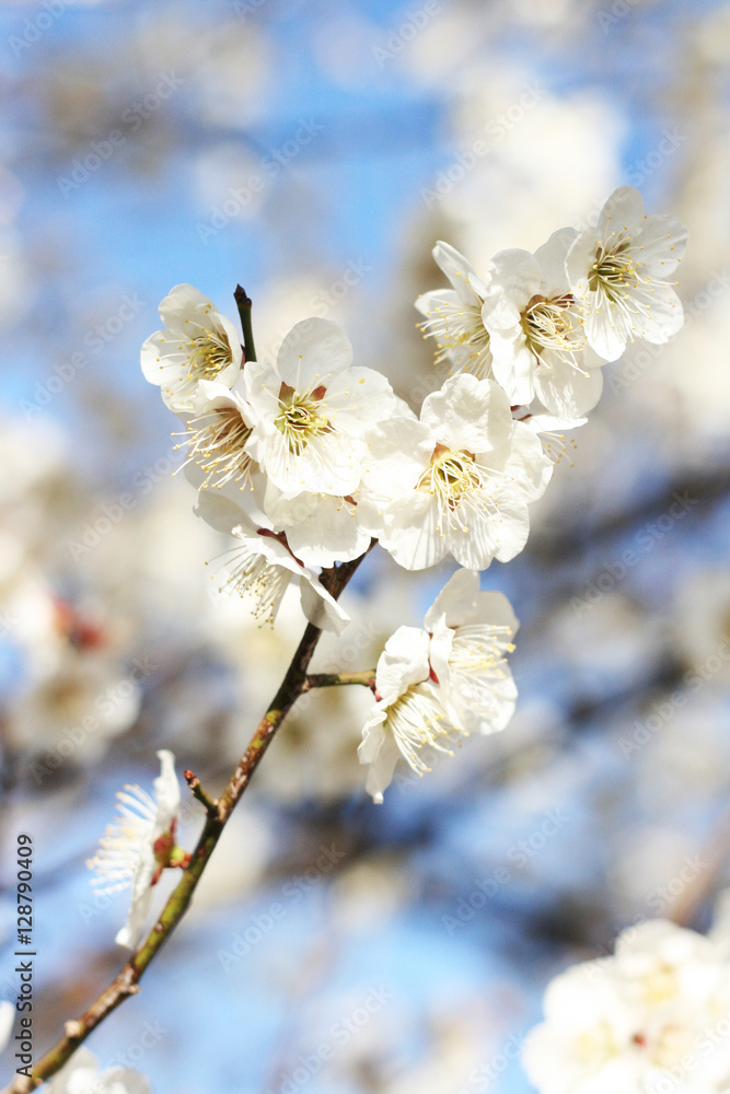 White cherry blossom