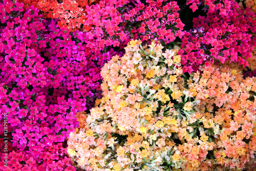 Obraz premium Hybrydy Kalanchoe blossfeldiana