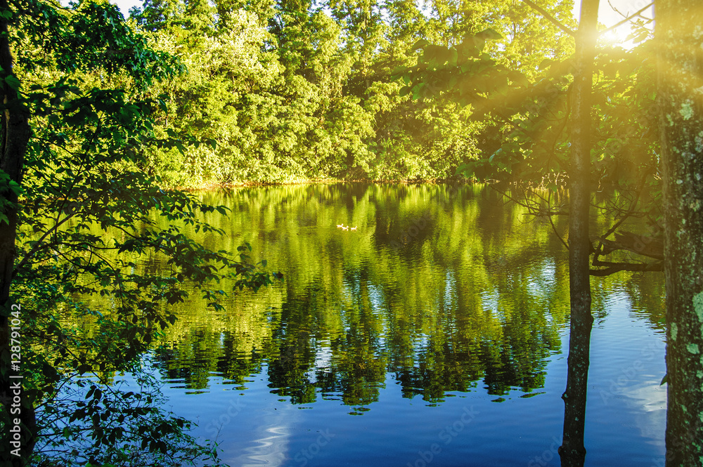 Fototapeta premium A peaceful forest scene with a quiet water lake pond surface with surrounding trees reflection