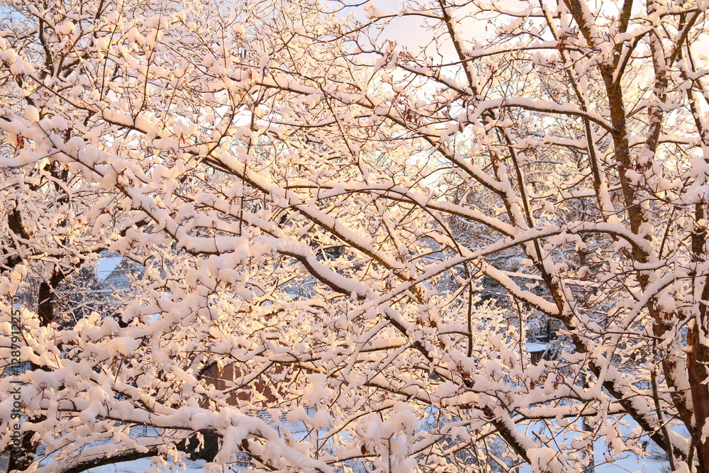 Tree branches with snow in the winter. Fresh snow. Winter landscape Tree branches with snow in the winter. Fresh snow. Winter landscape