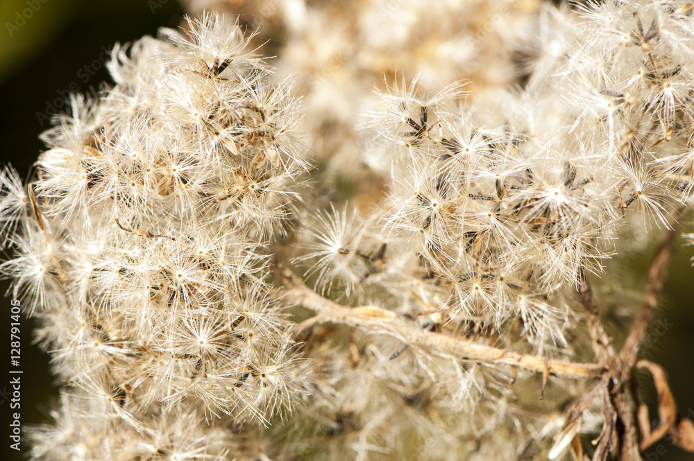 Obraz premium Dandelions close up
