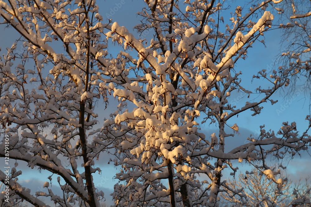 Tree branches with snow in the winter. Fresh snow. Winter landscape Tree branches with snow in the winter. Fresh snow. Winter landscape