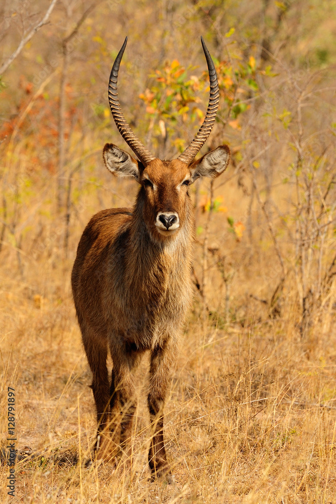 Waterbuck Waterbuck