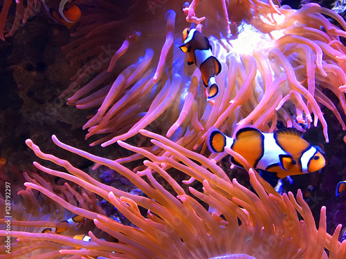 Clown Fish and Anemones