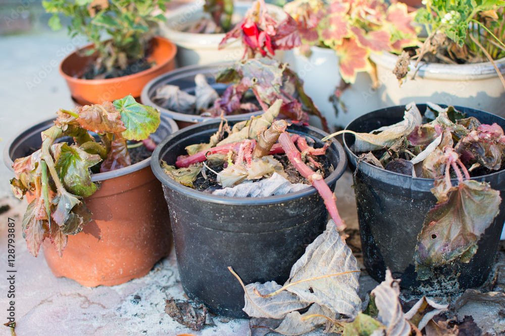 Begonias in winter dying plants in pots, selective focus Stock 사진 Adobe Stock