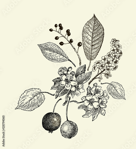 Vector leaves, flowers and fruits of the wild pear, bird-cherry and crab