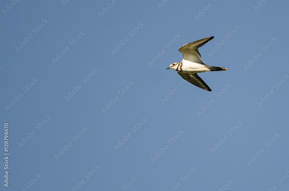 Obraz premium Lone Killdeer Flying in a Blue Sky