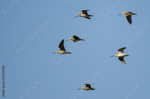 Flock of Wilson's Snipe Flying in a Blue Sky © rck