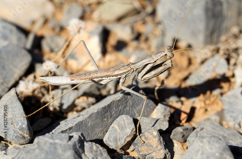 Gottesanbeterin zwischen Steinen