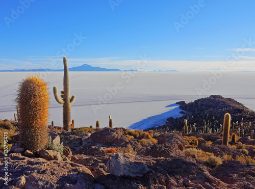 Bolivia, Potosi Department, Daniel Campos Province, Salar de Uyuni, View of the Incahuasi Island with its gigantic cacti (Trichocereus pasacana) at sunrise. photo