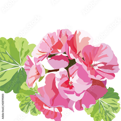 Fototapeta Naklejka Na Ścianę i Meble -  Delicate Pink geranium flowers isolated. Vector bouquet blossom for background greeting cards, wedding, birthday, Valentine's Day, Mother's Day