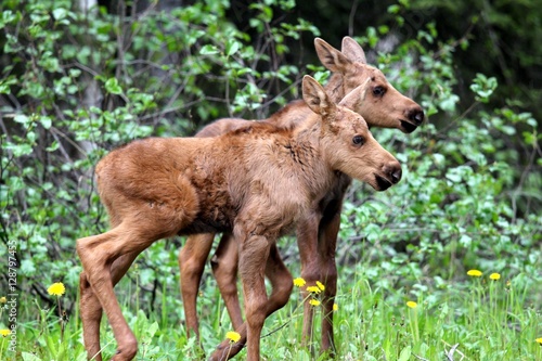 Moose Twins