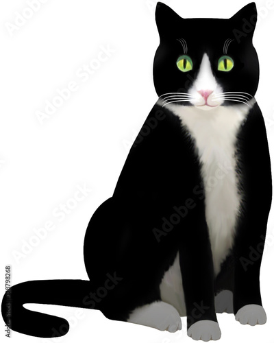 Tuxedo Cat