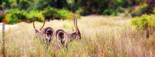 Photography Two Waterbucks in Tall Grass