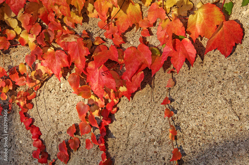 il muro e le foglie; vite canadese in autunno photo