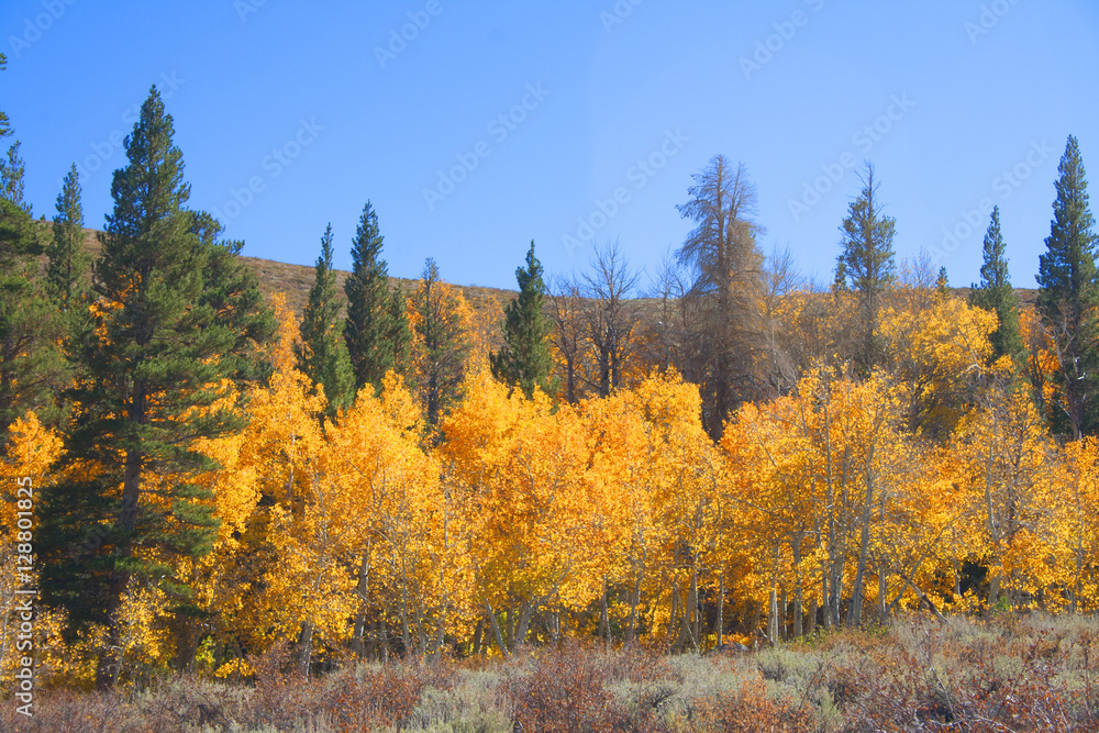 Fototapeta premium Fall Colors