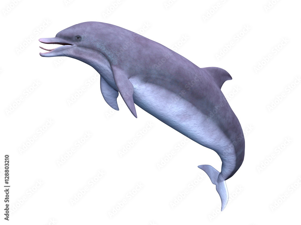 Obraz premium イルカ