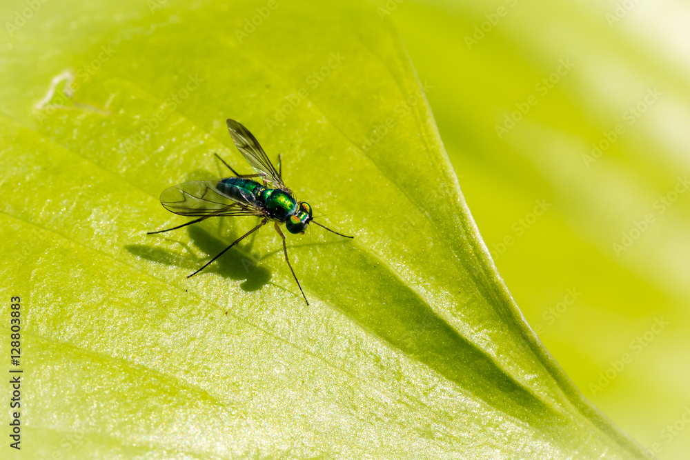 Macro of a bug on a leaf - Shallow depth of field Macro of a bug on a leaf - Shallow depth of field