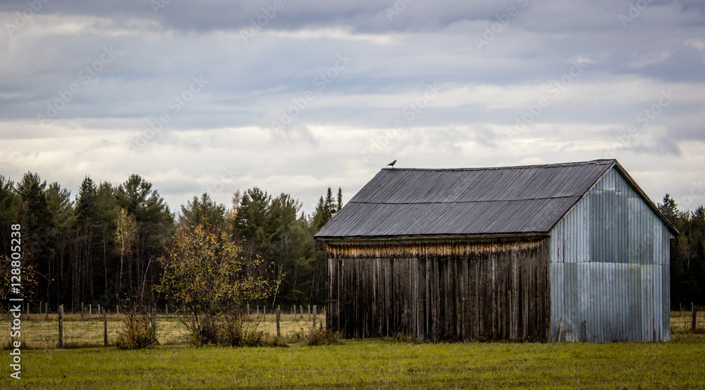 Bird on a Barn Bird on a Barn