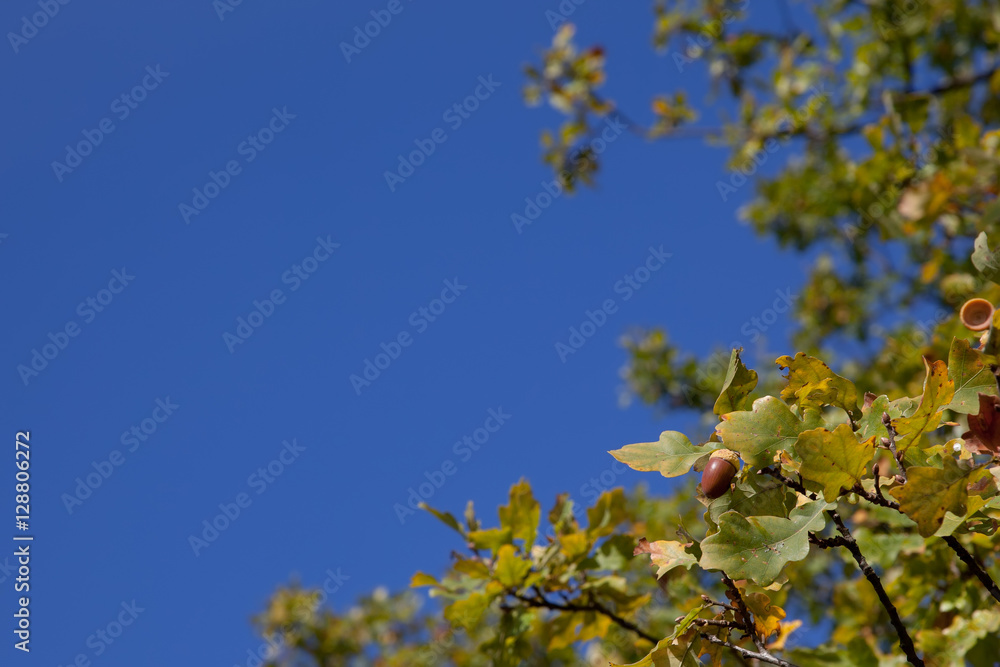 branches with acorns on a backgound blue sky branches with acorns on a backgound blue sky
