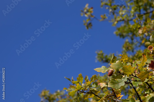 branches with acorns on a backgound blue sky