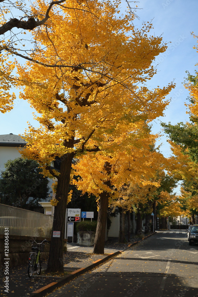 Naklejka premium 秋の銀杏並木