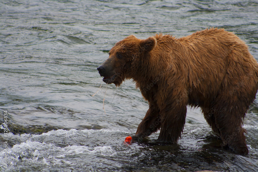 Bear Salmon Fishing