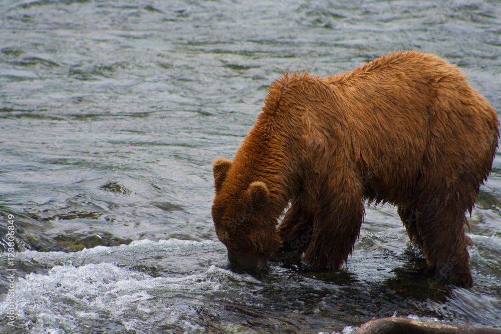 Bear Salmon Fishing