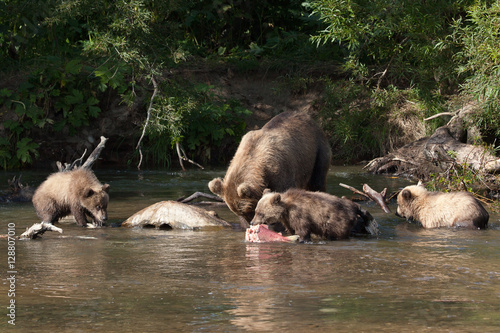 Female bear with three cubs fishing. The cub eats fish photo