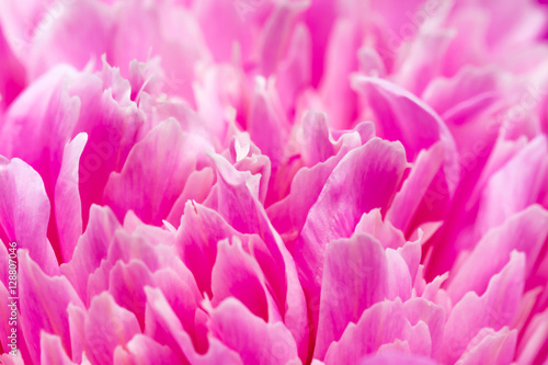 Macro of a pink flower - Shallow depth of field - Soft focus