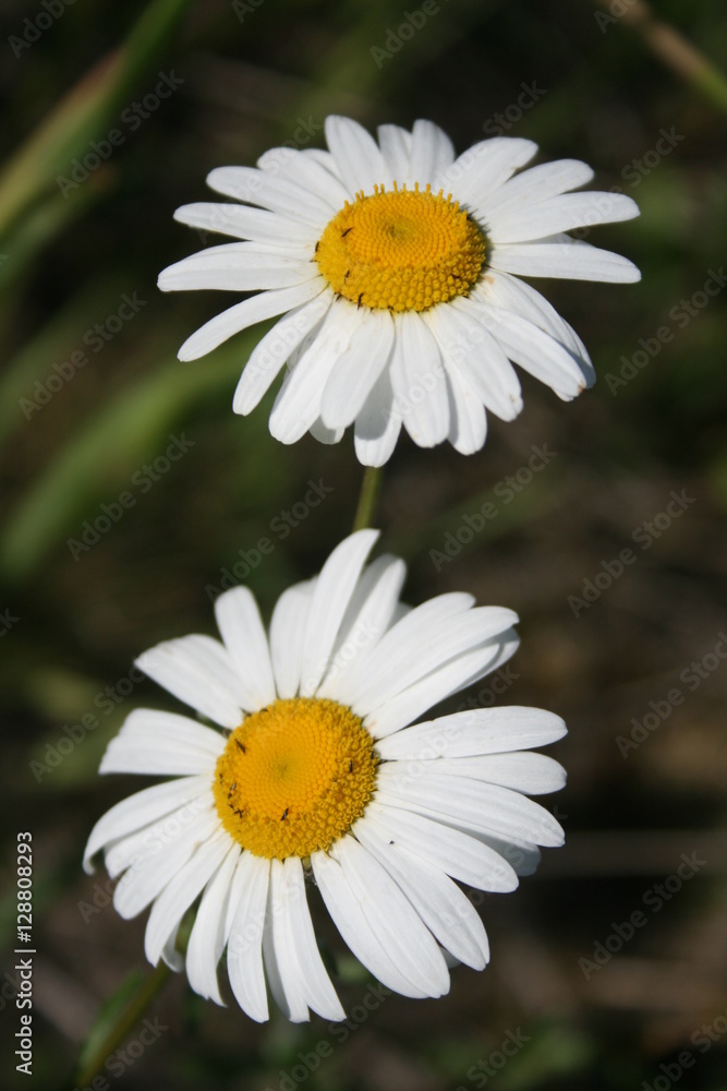Fototapeta premium White Daisies