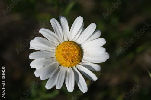 White Daisies