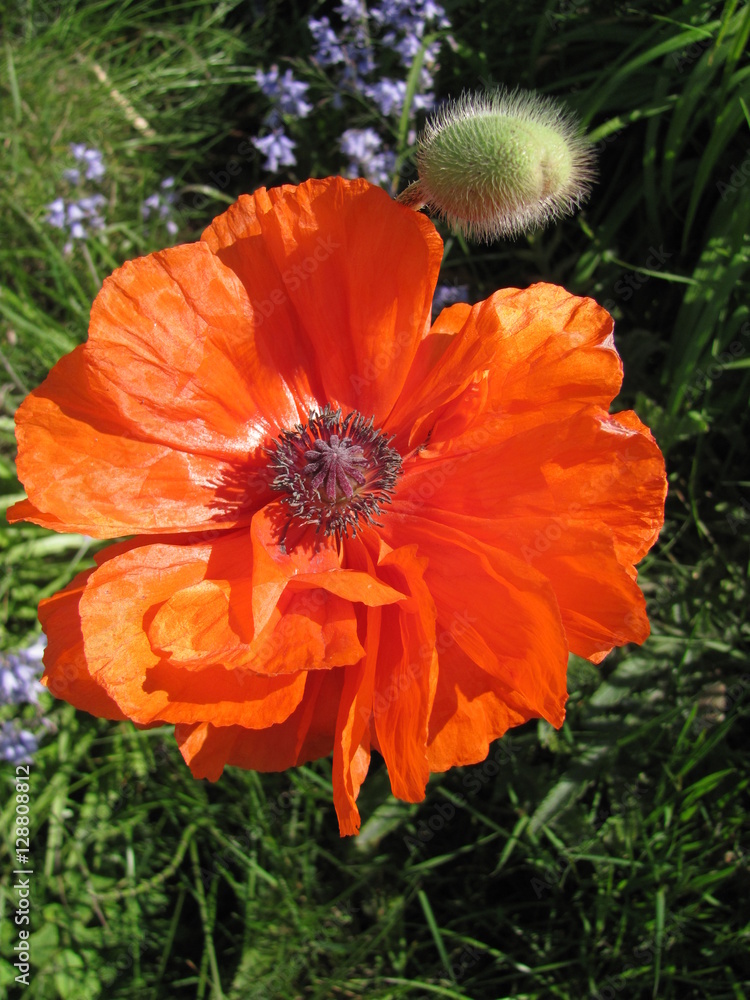 Orange Flower Orange Flower
