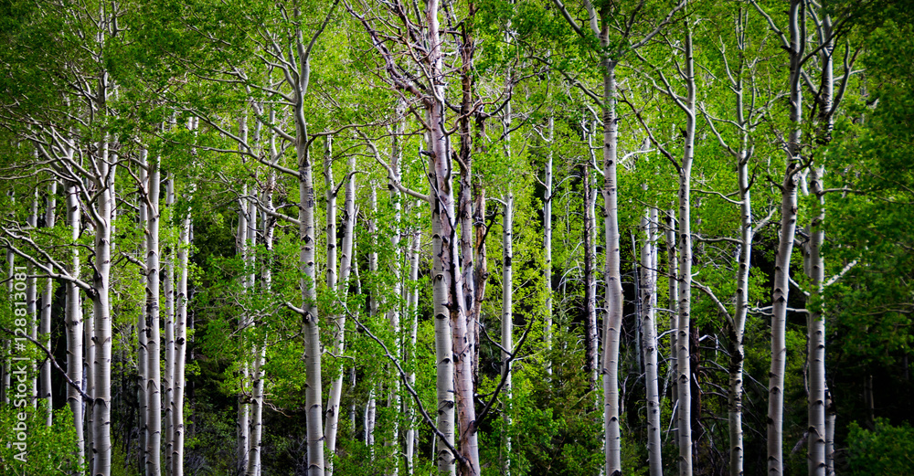 Fototapeta premium Aspen Grove 