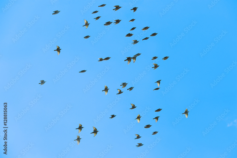 Flying birds on blue sky background