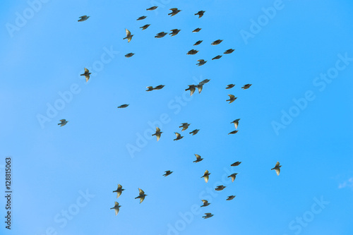 Flying birds on blue sky background