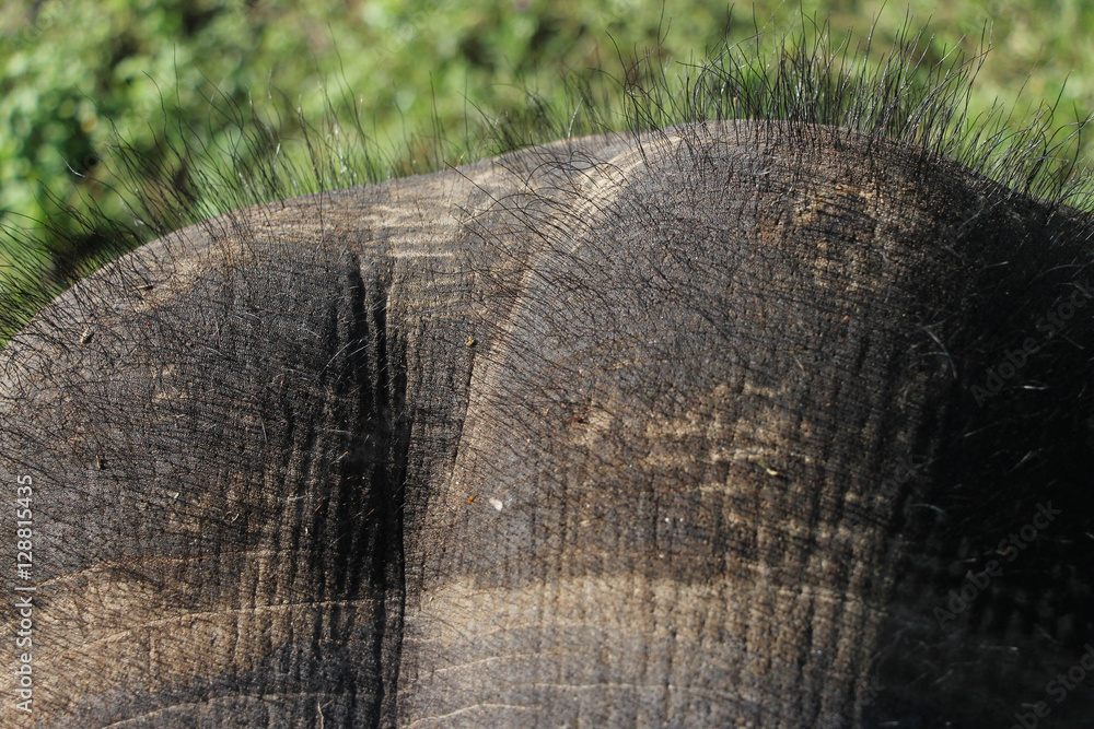 Obraz premium Elephant head.