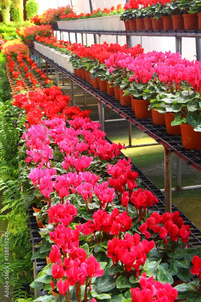 the colorful of flower gardens