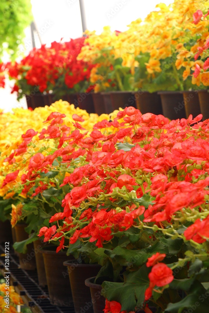 the colorful of flower gardens the colorful of flower gardens