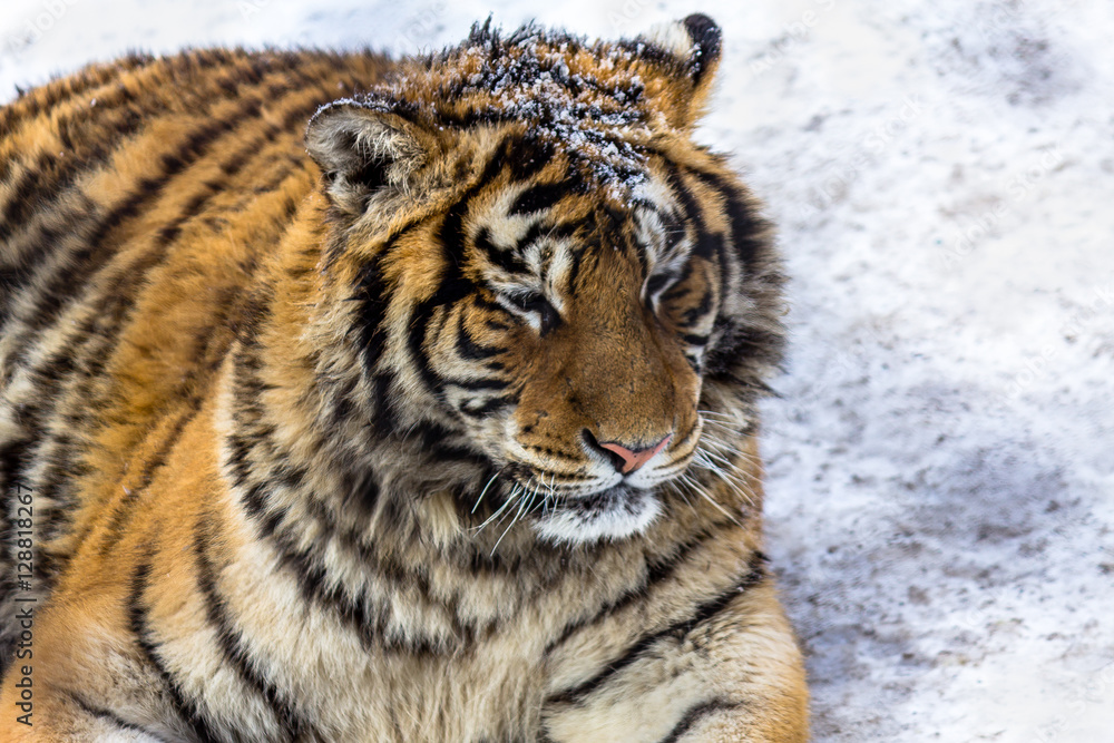Obraz premium Siberian Tiger in Harbin, China. 