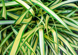 Leaves of plant as background or texture