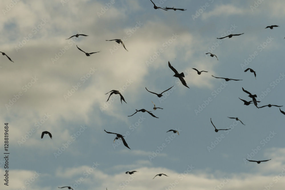 birds birds